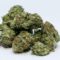 Kush Mints Weed Strain: Is it Beneficial to Medical Patients With Chronic Pains?